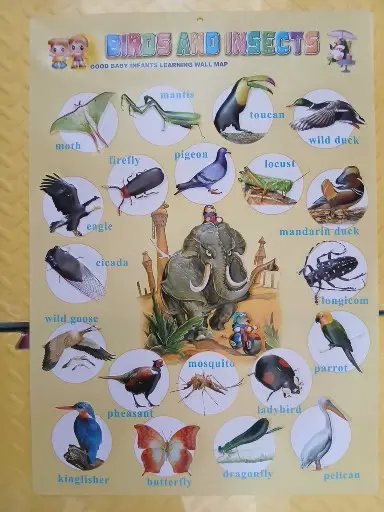 Birds & Insect Wallchart
